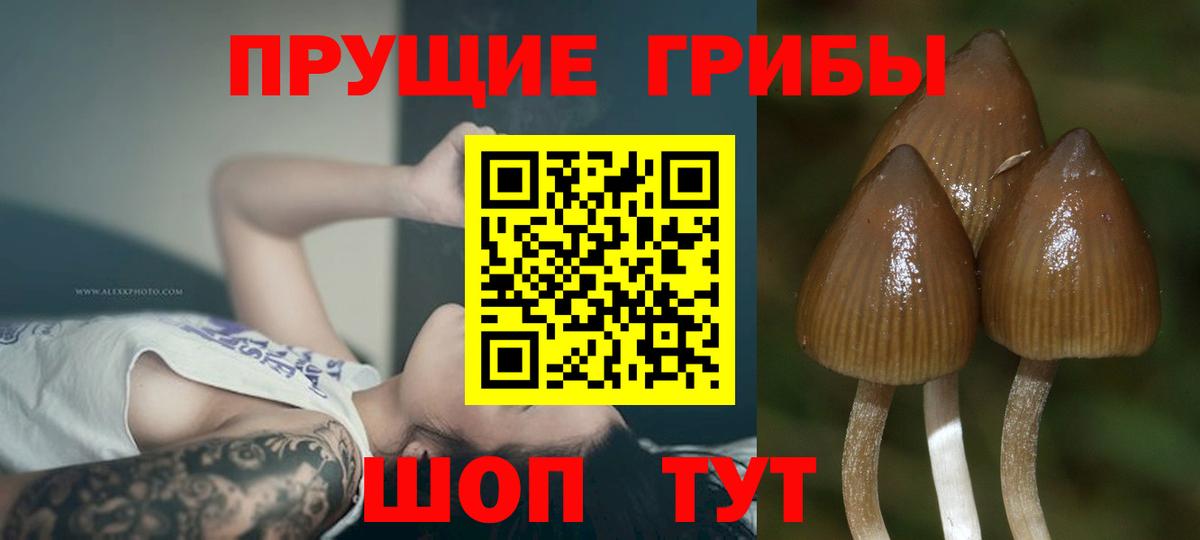 Брянск  где продают   Вход с VPN  Галлюциногенные грибы Psilocybine cubensis 